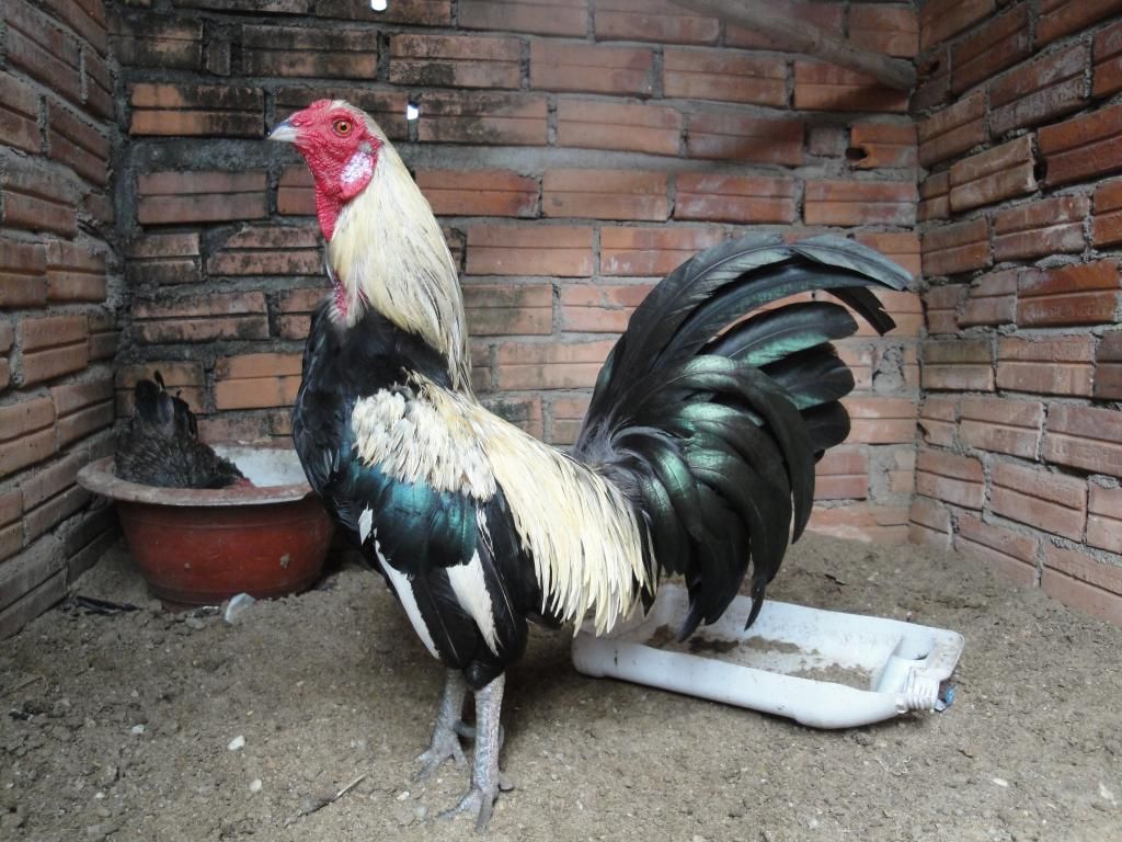 Gò Vấp Trang Trại Mini Gà Rừng + Gà USA !!!