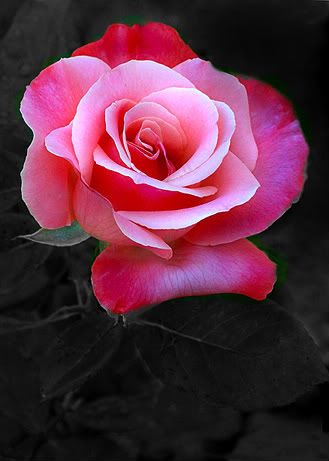 Pink Rose Pictures, Images and Photos