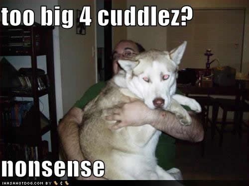funny-dog-pictures-big-cuddlez.jpg