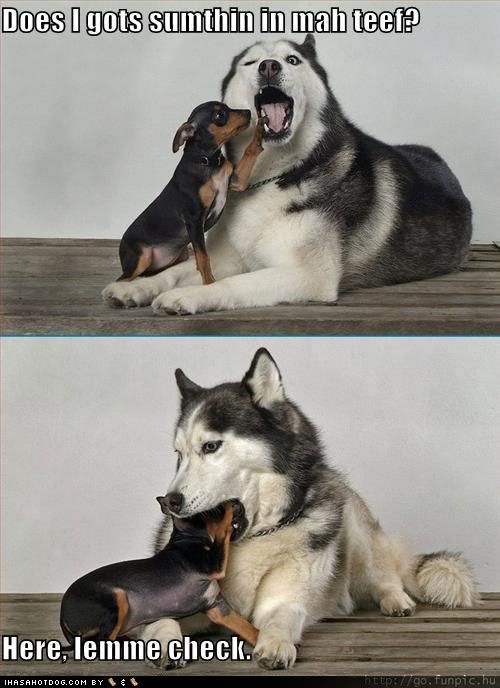 funny-dog-pictures-dog-inside-mouth.jpg