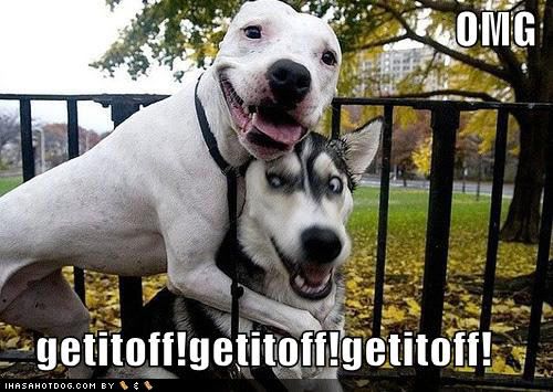 loldog-funny-dog-pictures-omg-getitoff.jpg