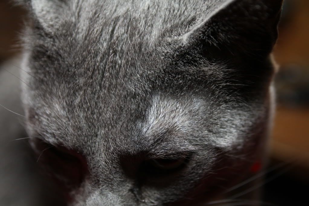 IMAGE: http://i1227.photobucket.com/albums/ee422/marco9394/IMG_0509.jpg