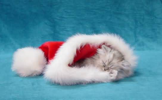 christmas-cat.jpg