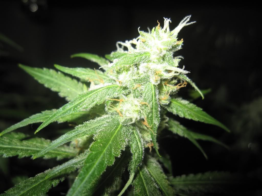 Og Kush Flowering