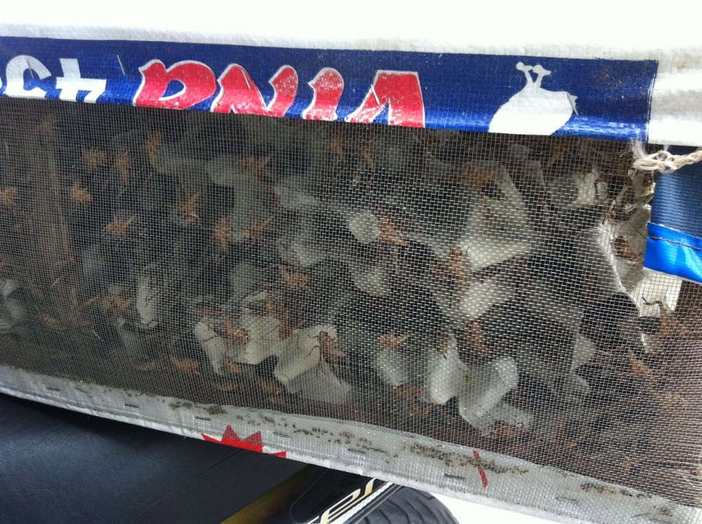 Dế Mọi ( Dế Chó) Cho Chim Gà Cá Pet,TP.HCM - 7