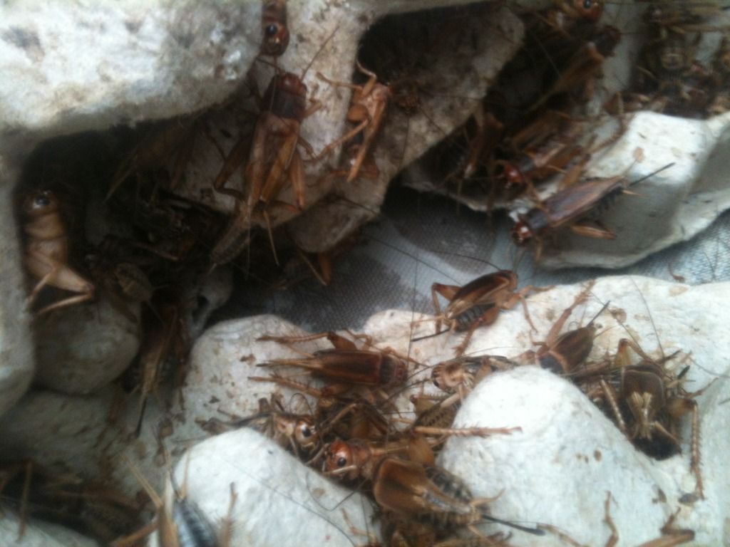 Dế Mọi ( Dế Chó) Cho Chim Gà Cá Pet,TP.HCM - 2