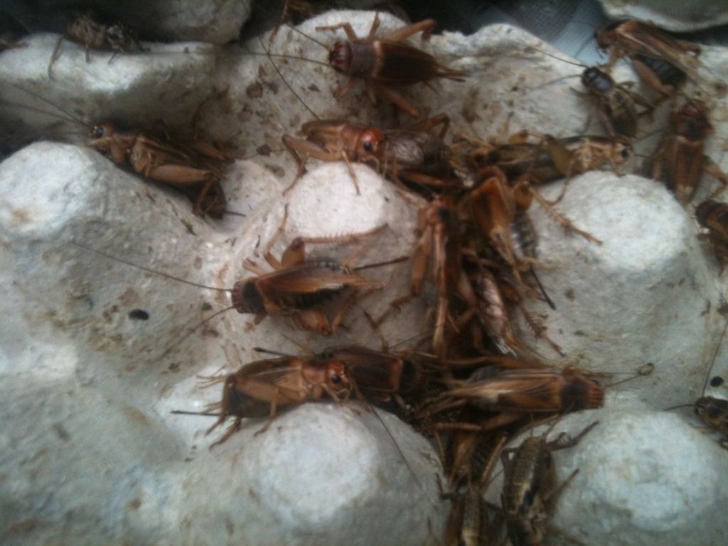 Dế Mọi ( Dế Chó) Cho Chim Gà Cá Pet,TP.HCM - 1