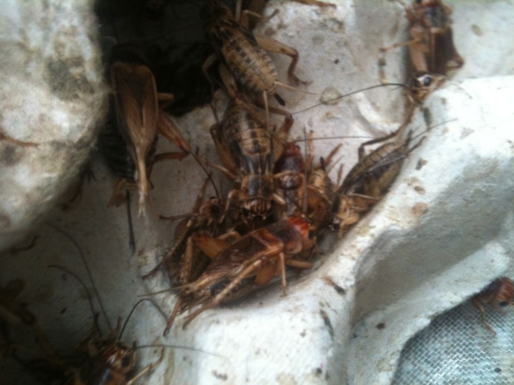 Dế Mọi ( Dế Chó) Cho Chim Gà Cá Pet,TP.HCM