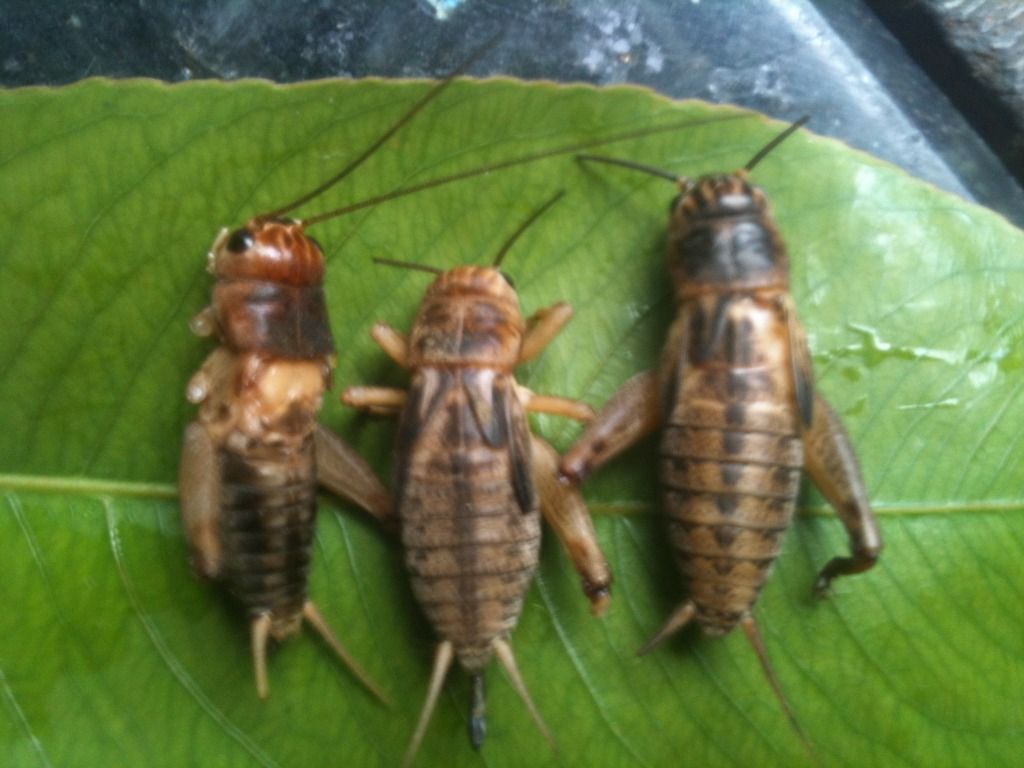 Dế Mọi ( Dế Chó) Cho Chim Gà Cá Pet,TP.HCM - 9