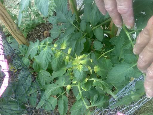 Tomato Plants Turning Yellow After Transplant - Tomato Leaves Turning Yellow And Curling