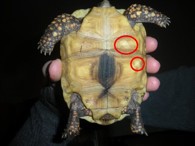 Tortoise Shell Problems
