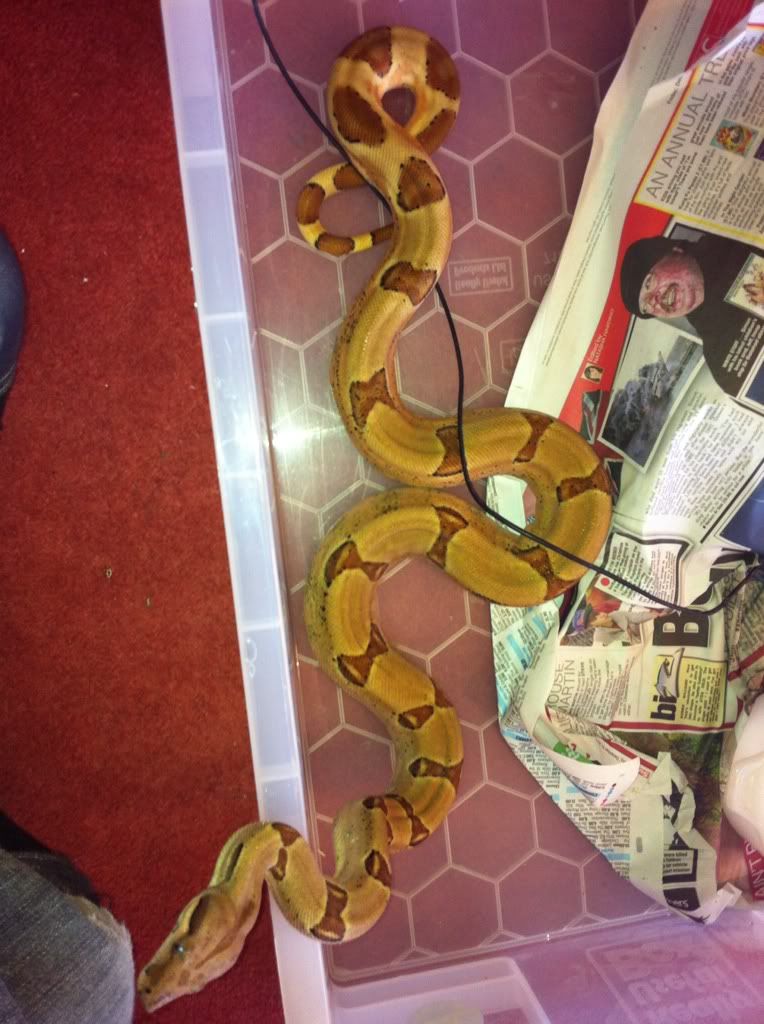 2 questions What makes a jungle boa a jungle Reptile Forums