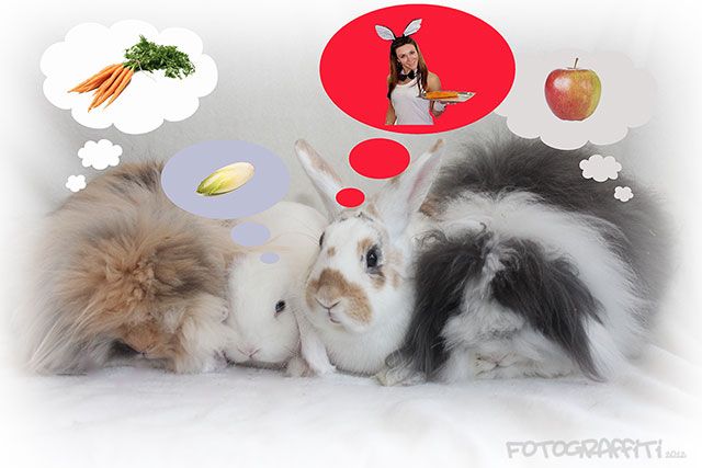 funny-bunnyS.jpg