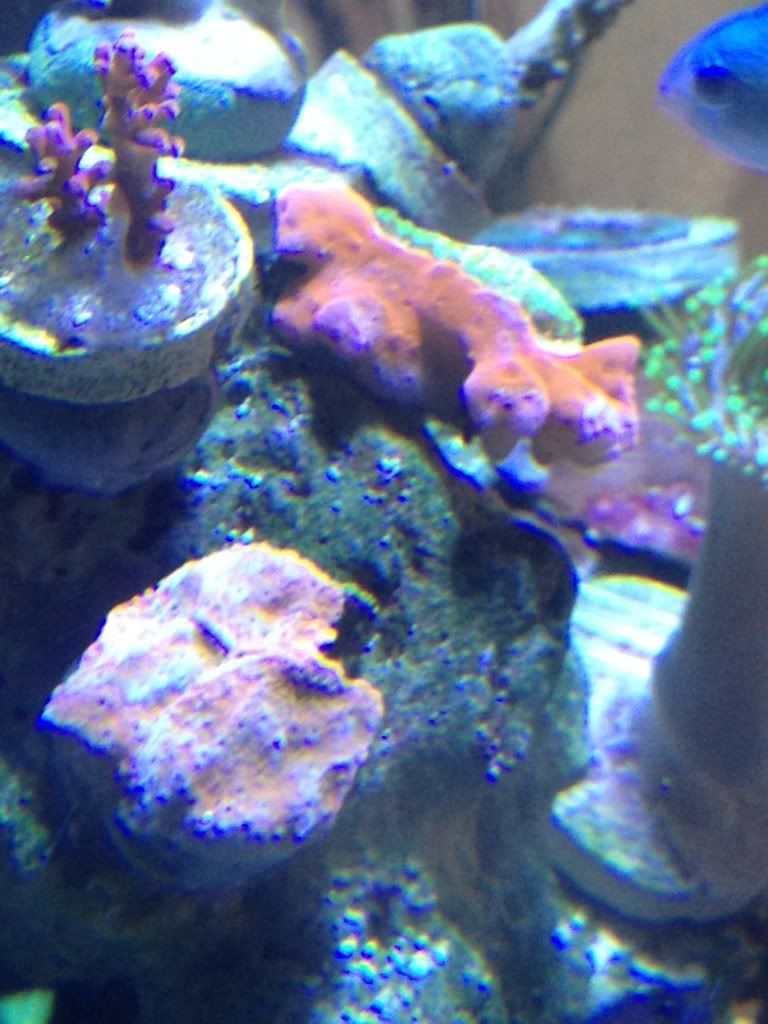 Help sps bleaching W/Pics REEF2REEF Saltwater and Reef Aquarium Forum
