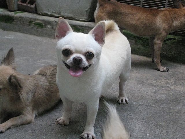 Cung cấp và phối giống Chihuahua.