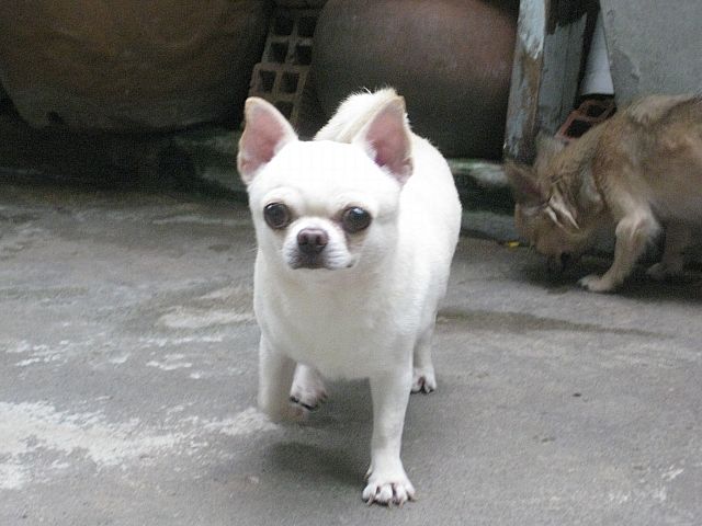Cung cấp và phối giống Chihuahua.