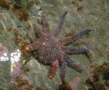 Sea_star_regenerating_legs_zps9ensxy2u.j